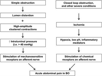 Novel Insights Into the Mechanisms of Abdominal Pain in Obstructive Bowel Disorders